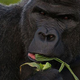 Image for article titled Are gorillas left-handed or right-handed?